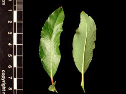 Salix gracilistyla. Leaf pair showing upper and lower surfaces.
 Image: D. Glenny © Landcare Research 2020 CC BY 4.0